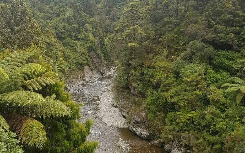 Kaitoke Regional Park | Freedom/Basic Camp | New Zealand